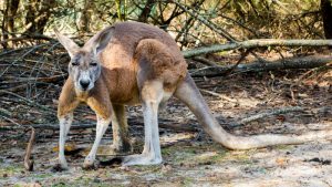 Canguro Australia enojado