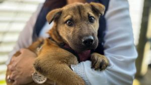 Por esta razón no puedes darle medicamento de humano a tus mascotas
