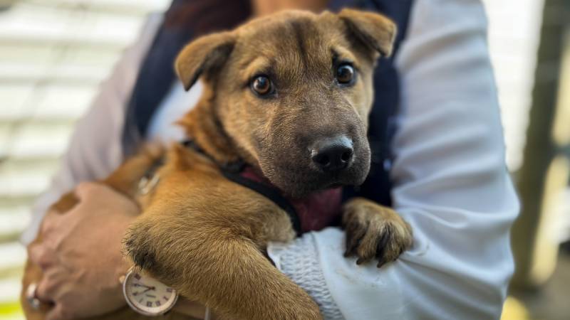 Por esta razón no puedes darle medicamento de humano a tus mascotas