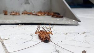 Cucaracha muerta