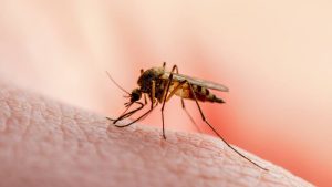 La picadura de los zancudos puede ser letal